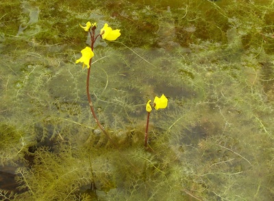 Picture of Utricularia