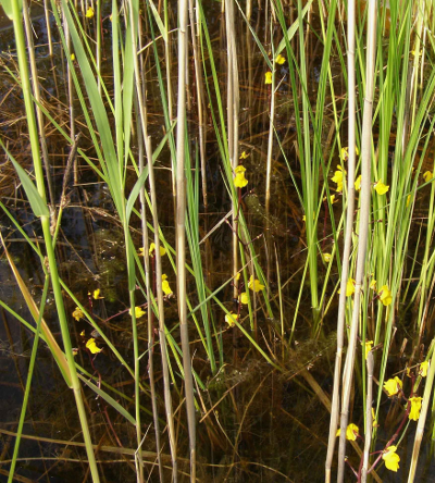 Picture of Utricularia